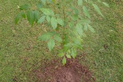 IMG-20130628-01103